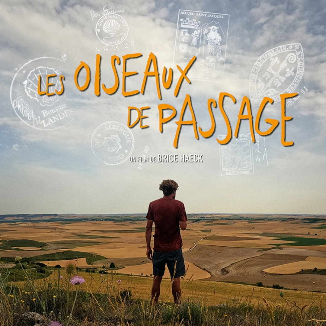 Oiseaux de passage